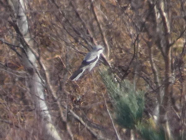 Great Grey Shrike