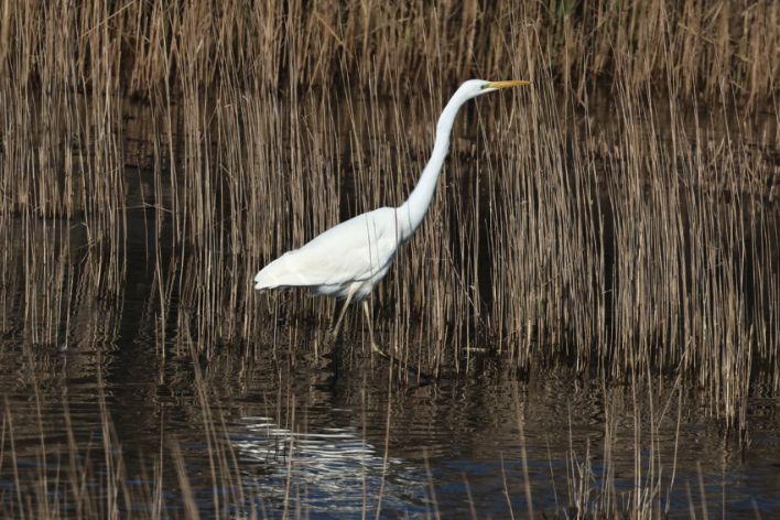 Great White Egret