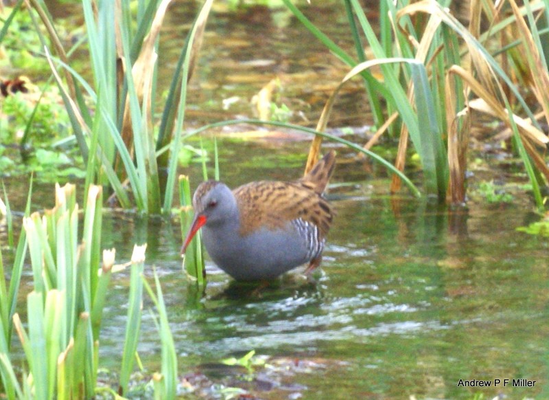 Water Rail