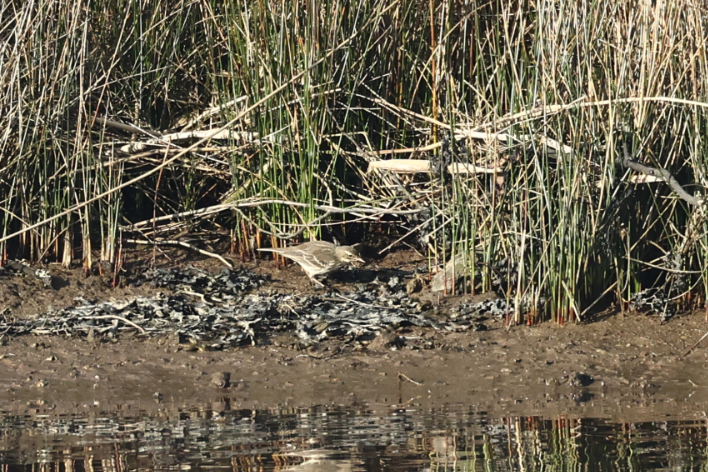 Water Pipit