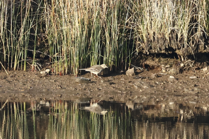 Water Pipit