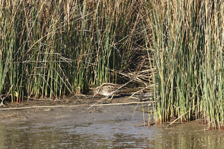 Jack Snipe