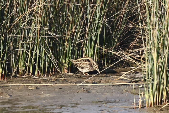 Jack Snipe