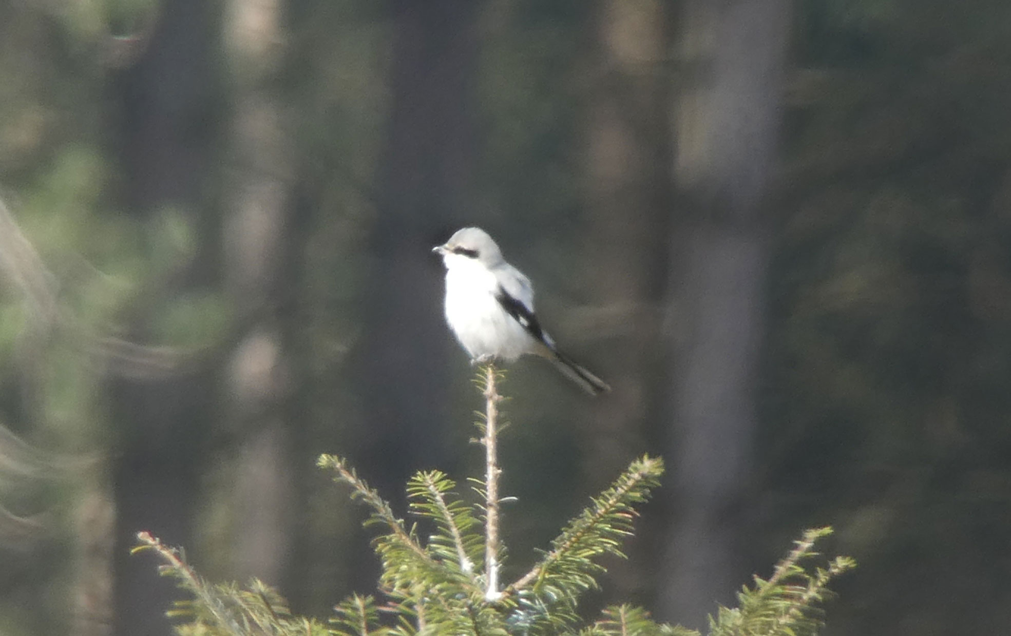 Great Grey Shrike