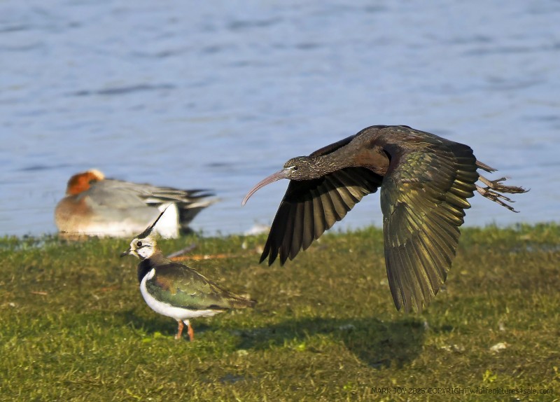 Glossy Ibis