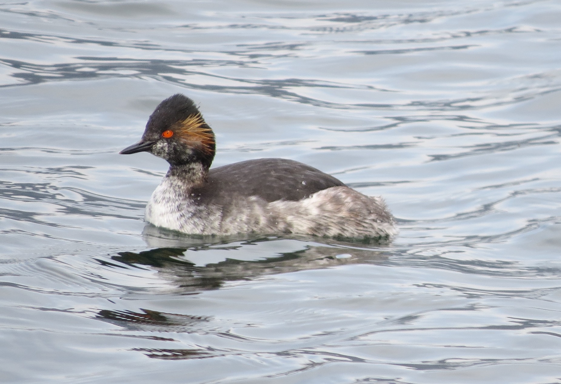 Black-necked Grebe