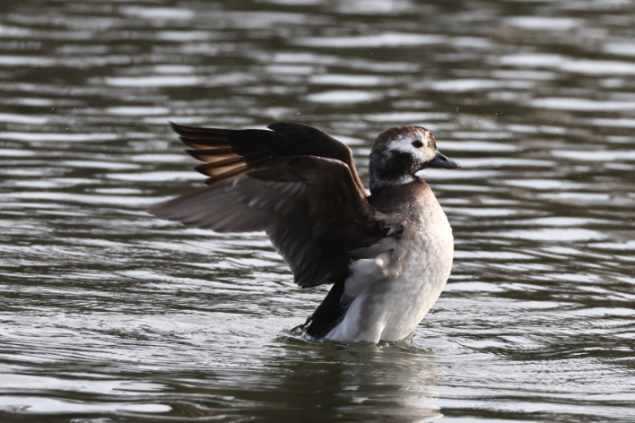 Long-tailed Duck