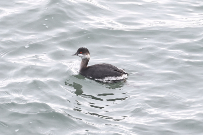 Black-necked Grebe
