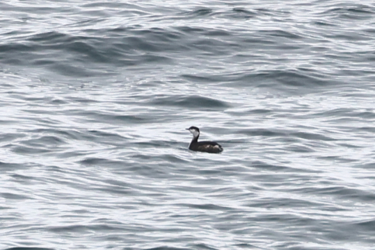 Slavonian Grebe