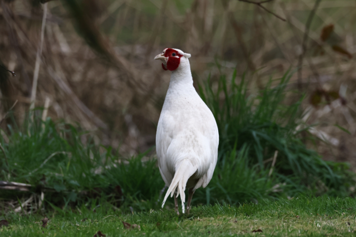 Pheasant