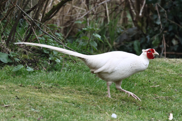 Pheasant