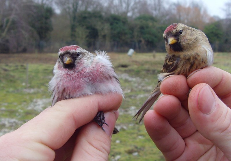 Mealy Redpoll