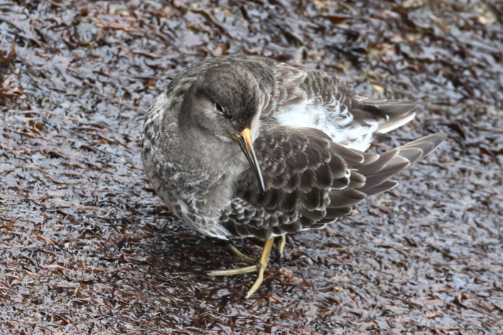 Purple Sandpiper
