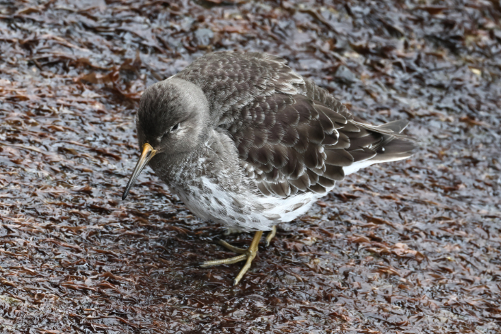 Purple Sandpiper