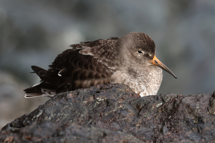 Purple Sandpiper