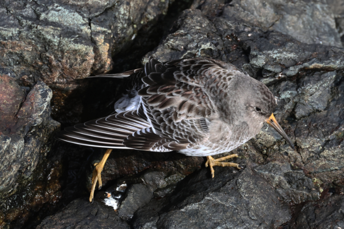 Purple Sandpiper
