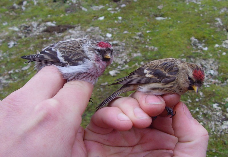 Mealy Redpoll