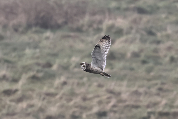 Short-eared Owl