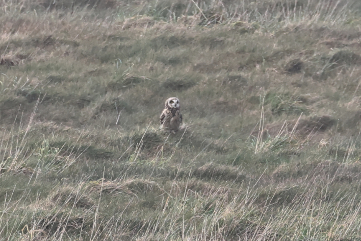 Short-eared Owl