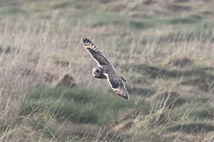 Short-eared Owl