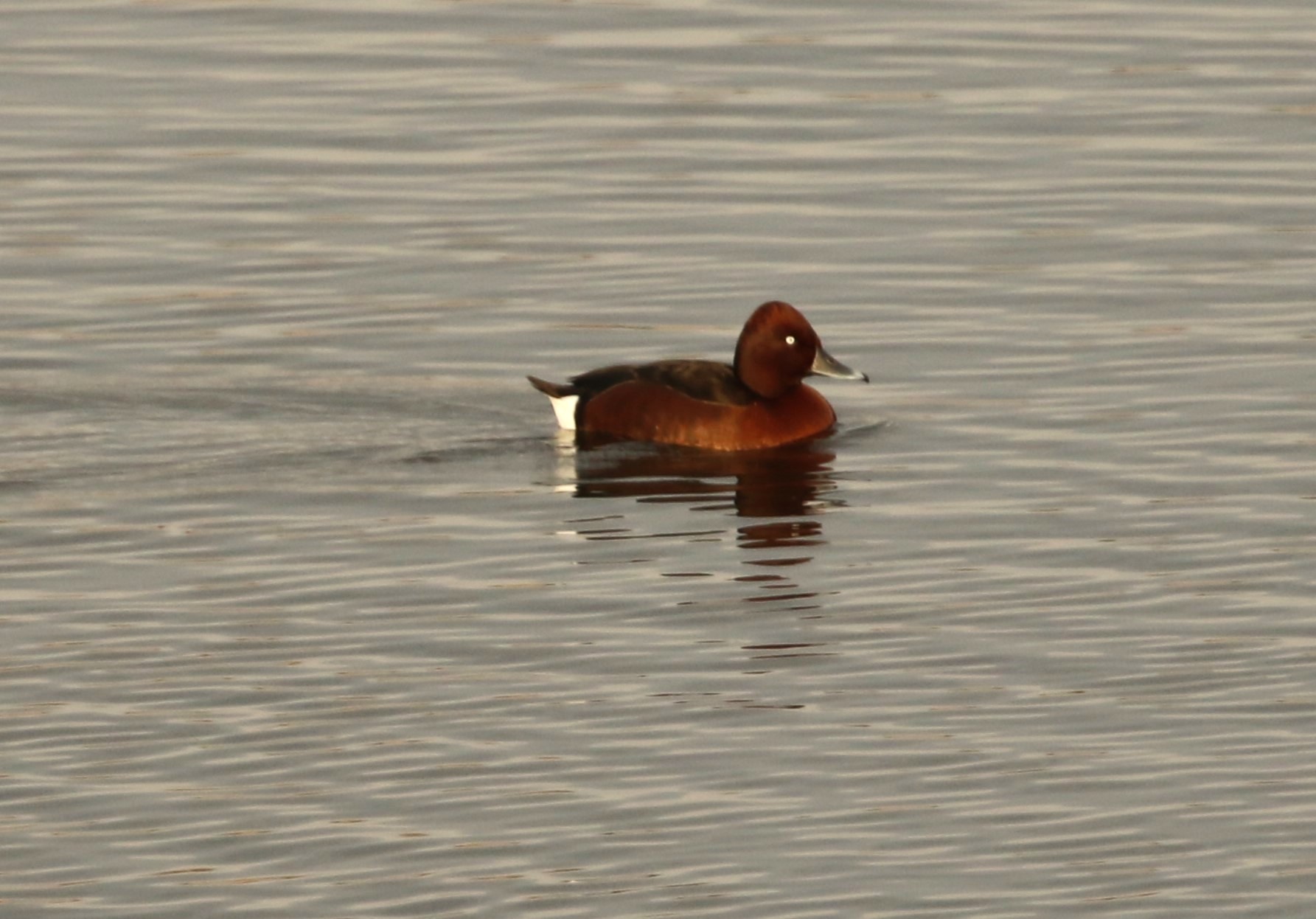 Ferruginous Duck