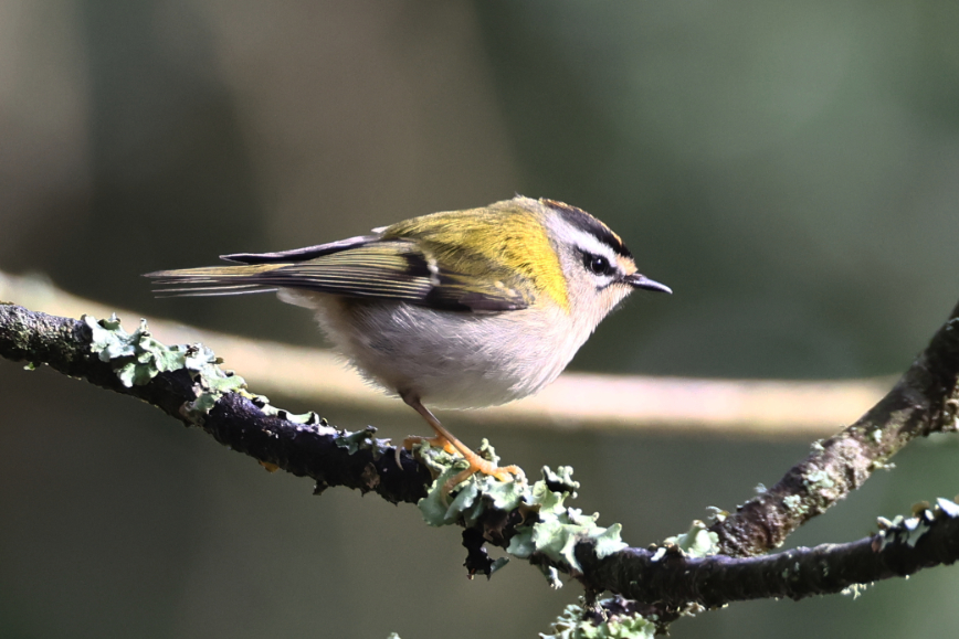 Firecrest