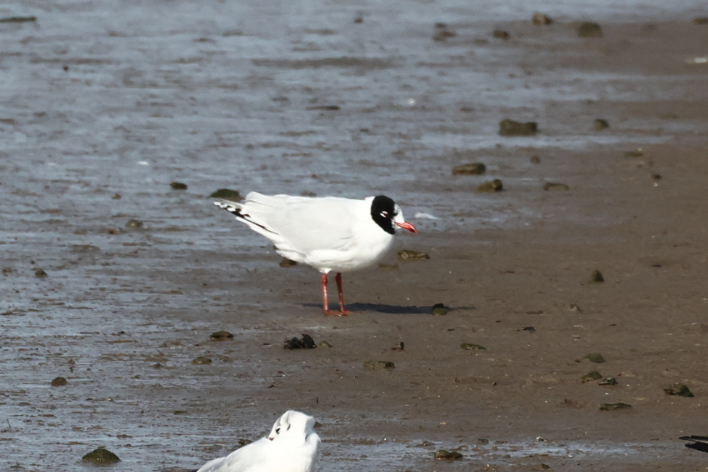 Mediterranean Gull
