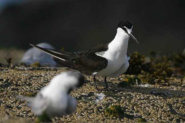 Sooty Tern