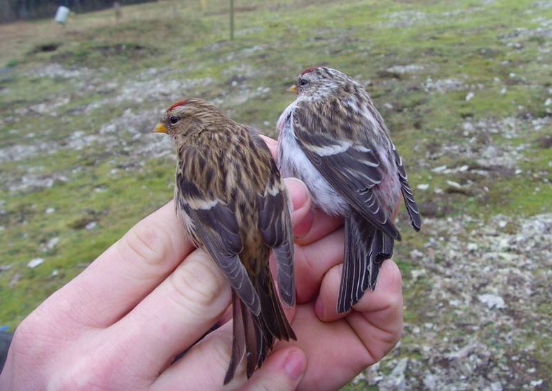 Mealy Redpoll