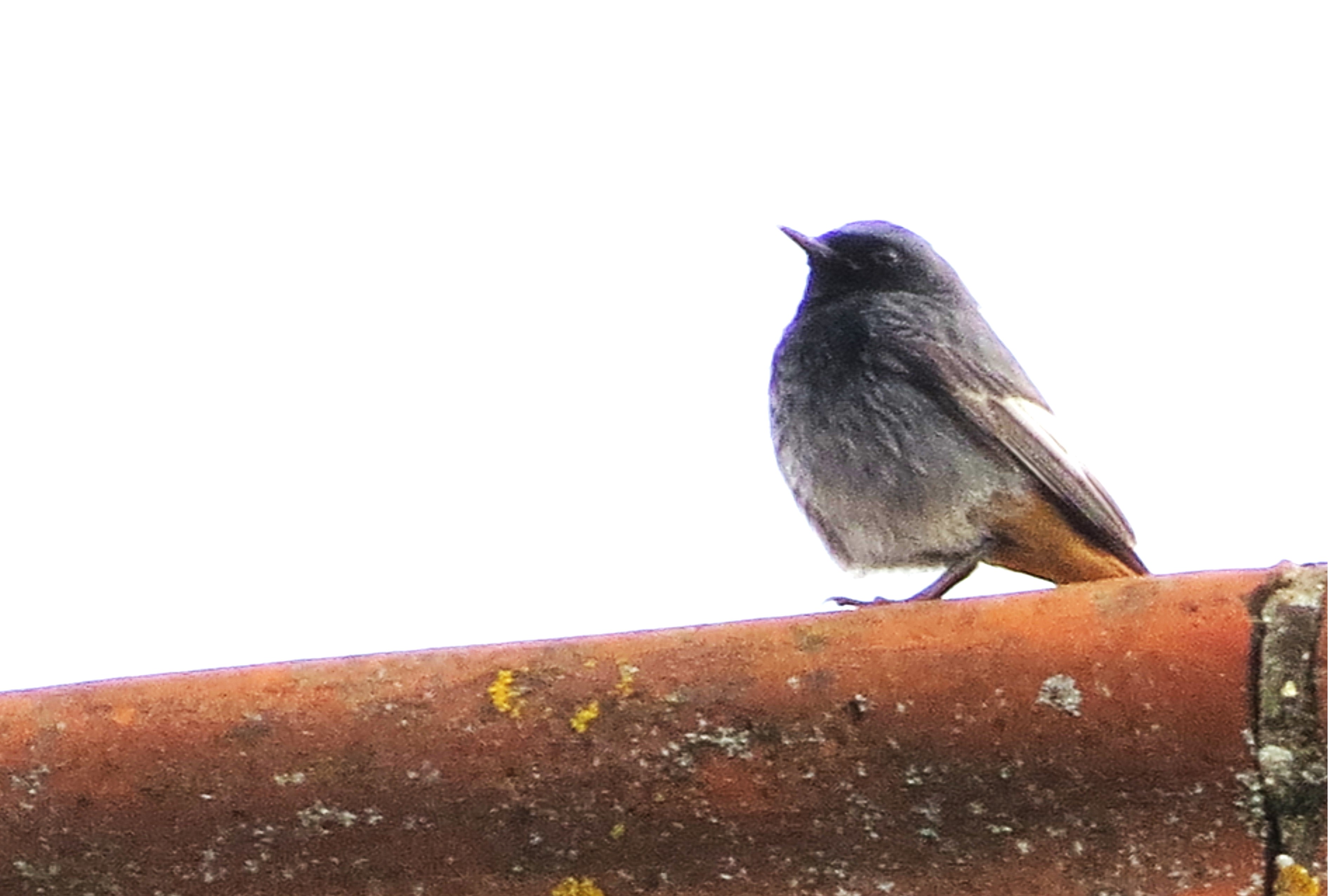 Black Redstart