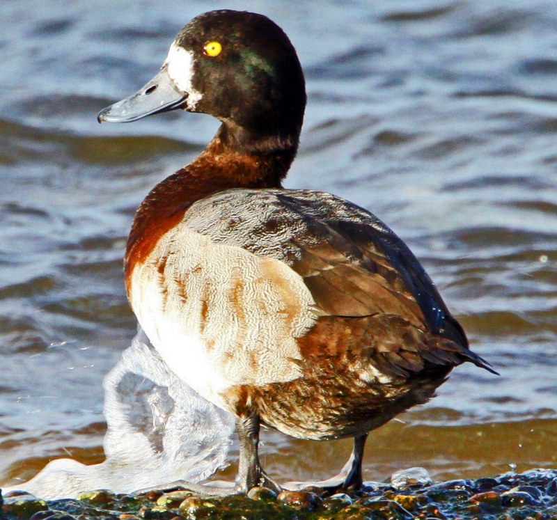 Scaup