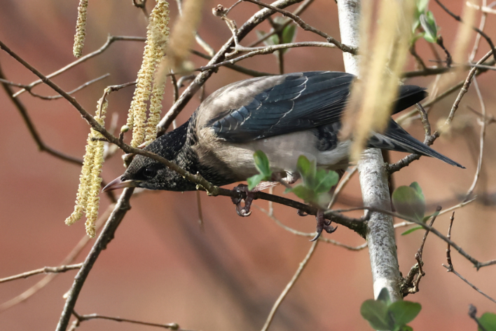Rose-coloured Starling