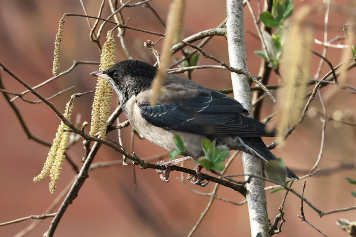 Rose-coloured Starling
