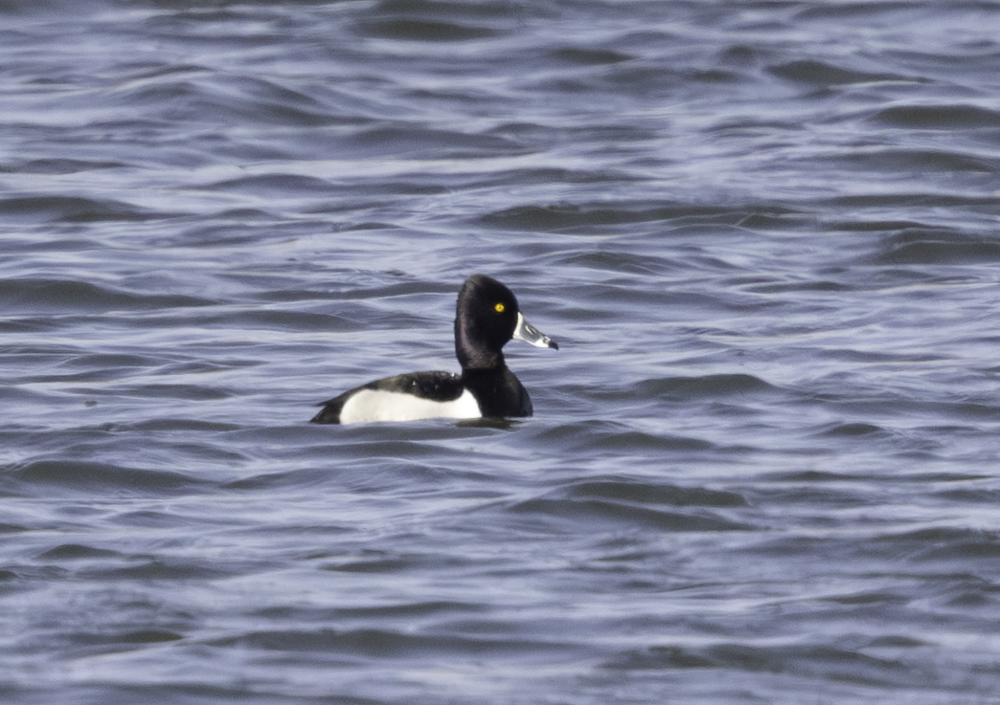 Ring-necked Duck