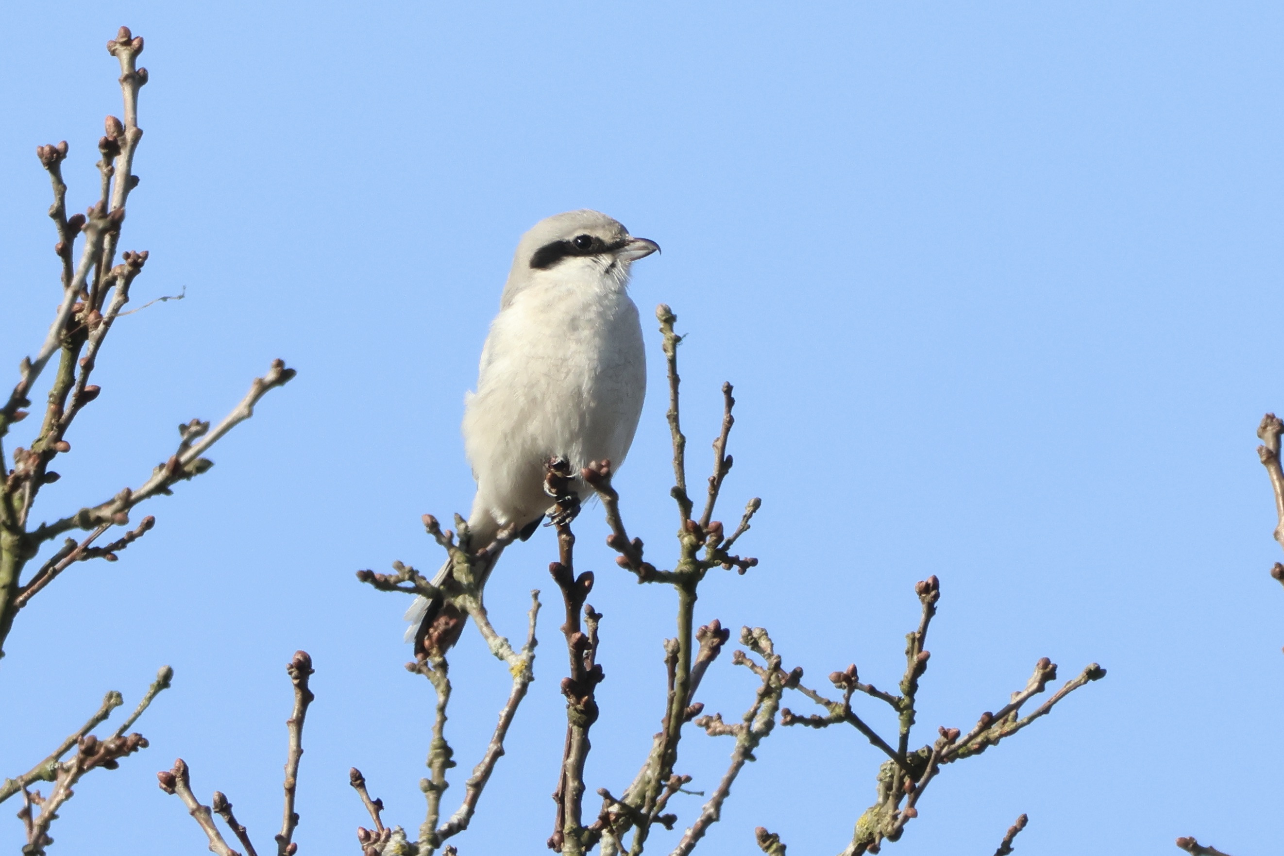 Great Grey Shrike