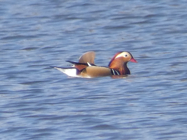 Mandarin Duck