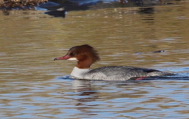 Goosander