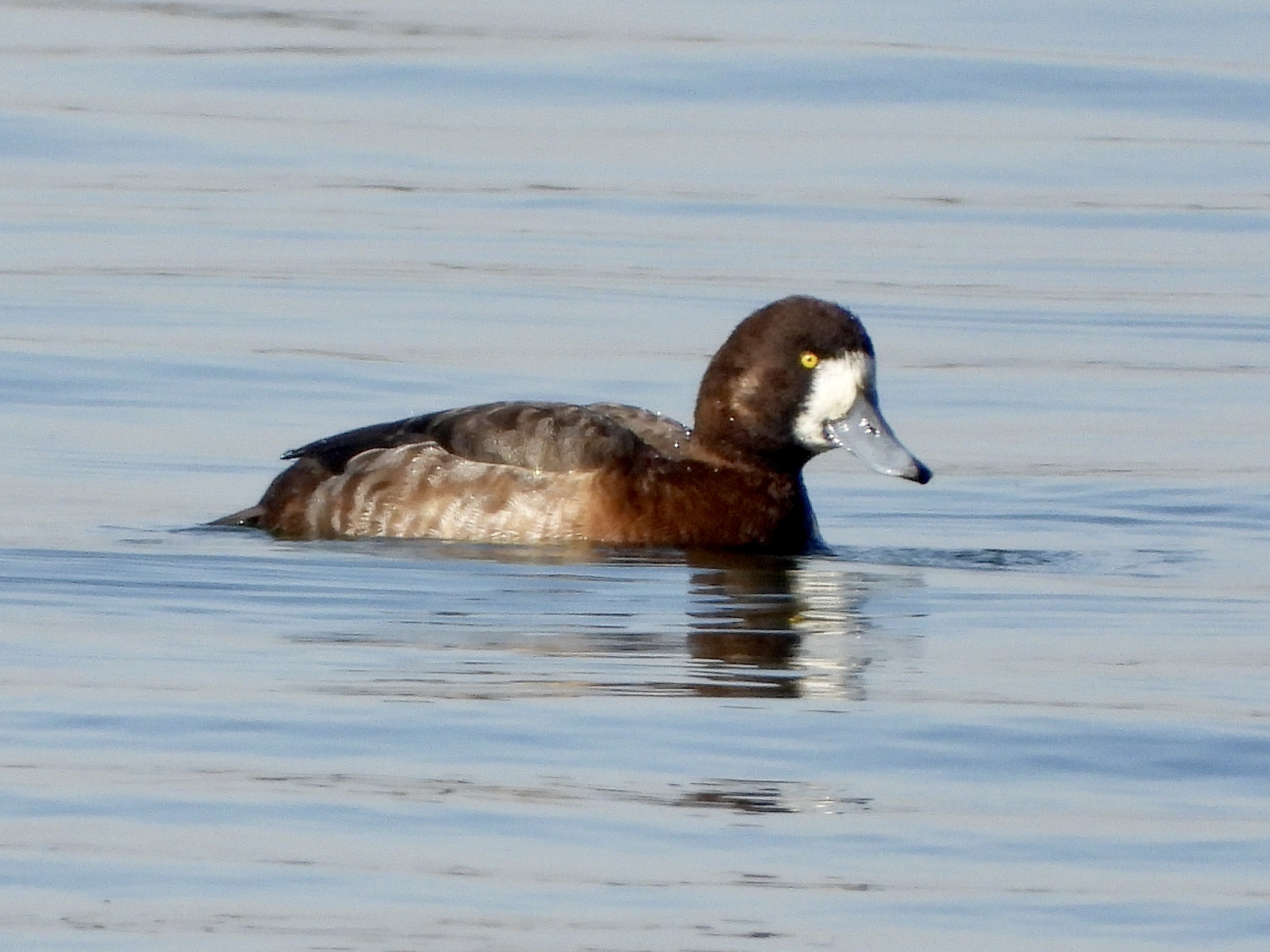 Scaup