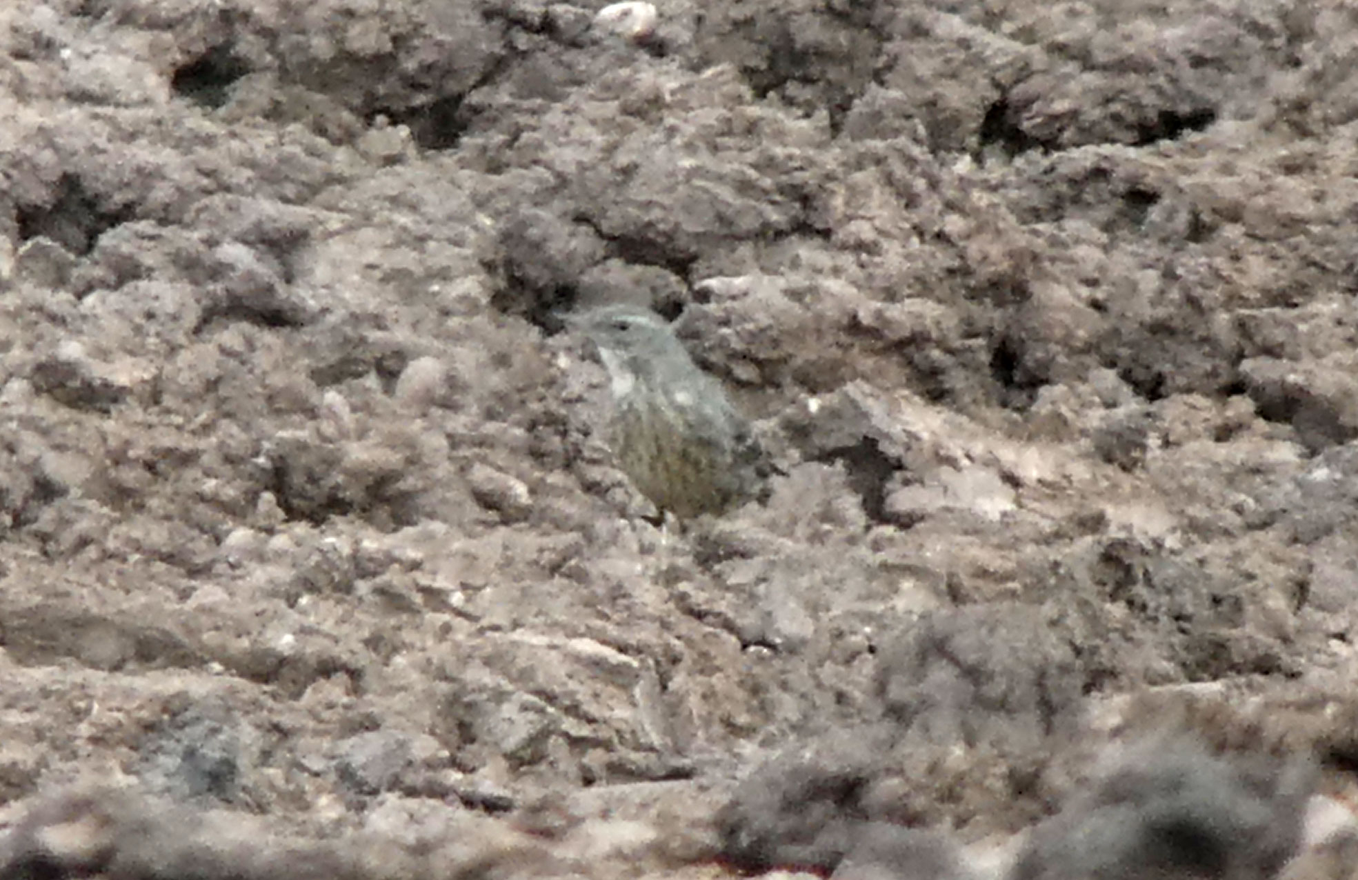 Rock Pipit