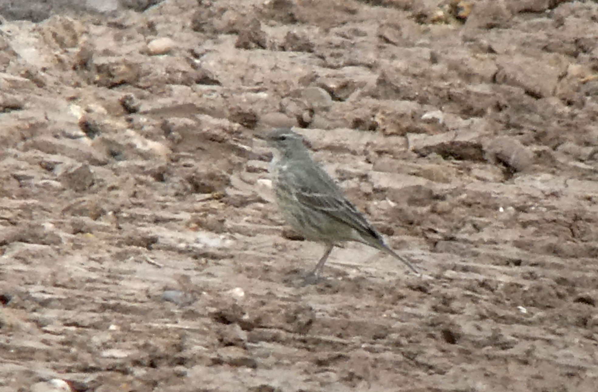 Rock Pipit
