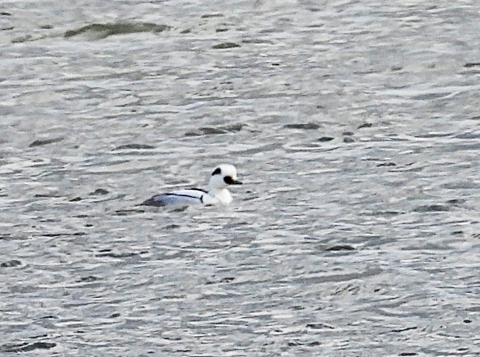 Smew