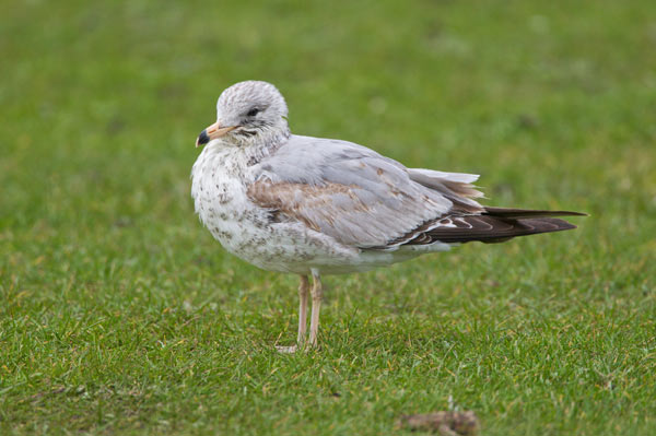 Ring-billed Gull