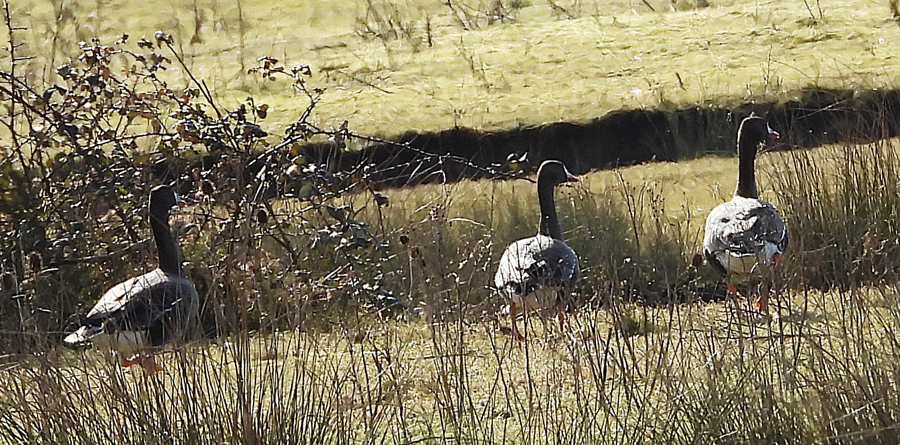 Russian White-fronted Goose