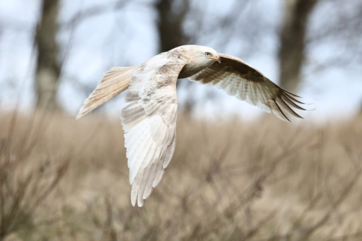 Red Kite
