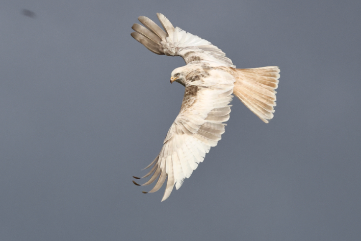 Red Kite