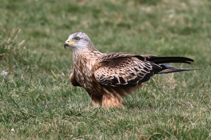 Red Kite