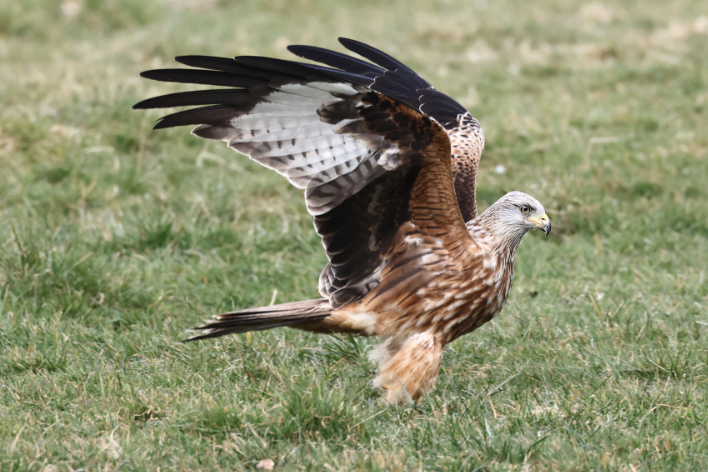 Red Kite