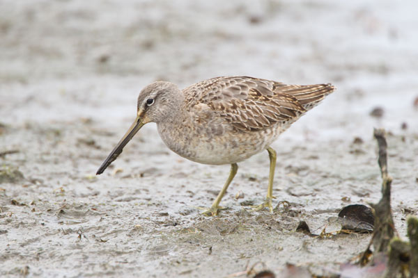 Long-billed Dowitcher