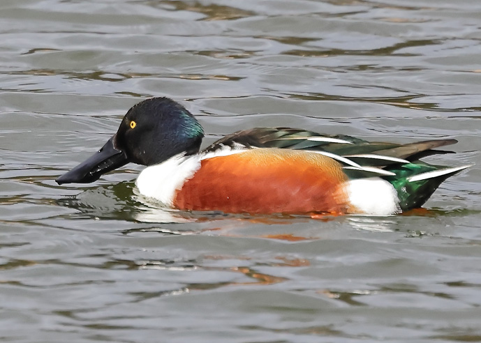 Shoveler