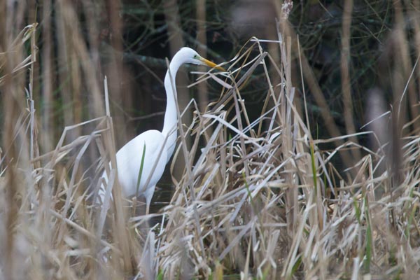 Great White Egret